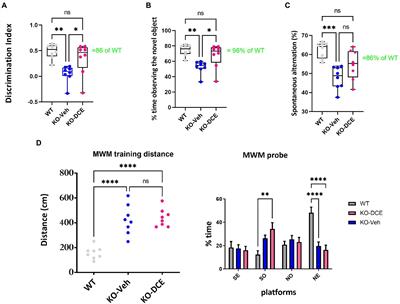 Dodecyl creatine ester improves cognitive function and identifies key protein drivers including KIF1A and PLCB1 in a mouse model of creatine transporter deficiency